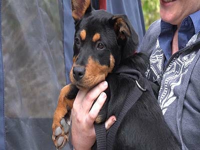 RSPCA NSW